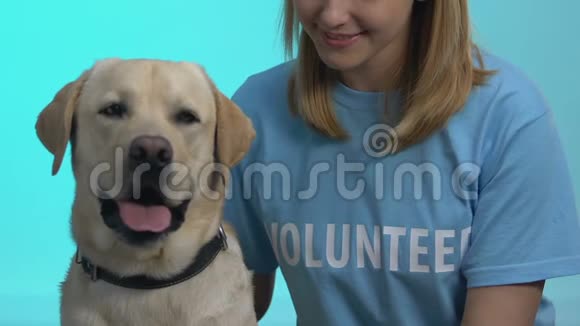 可爱的狗和女志愿者蓝色背景特写宠物收养慈善视频的预览图