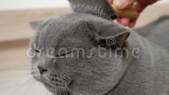 英国猫在家梳毛梳理苏格兰英国猫刷猫毛梳宏clouseup视频的预览图