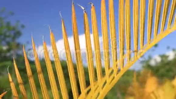 黄色棕榈叶或金蔗棕榈槟榔棕榈叶白色背景上分离的热带叶夹闭视频的预览图