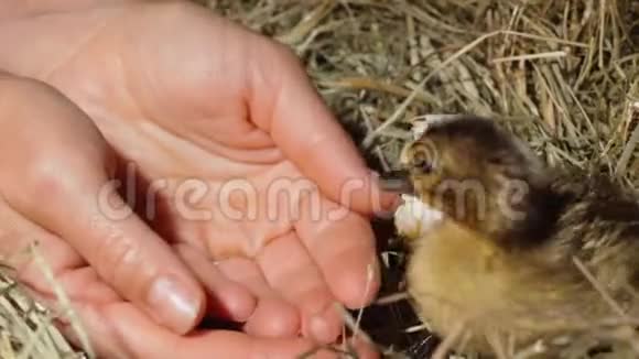 可爱的新生小鸭在女人的手掌中拥抱视频的预览图