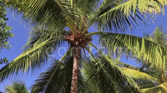 蓝天背景下美丽的棕榈叶视频的预览图