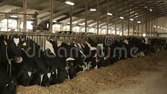 奶牛黑白色在马厩里吃视频的预览图