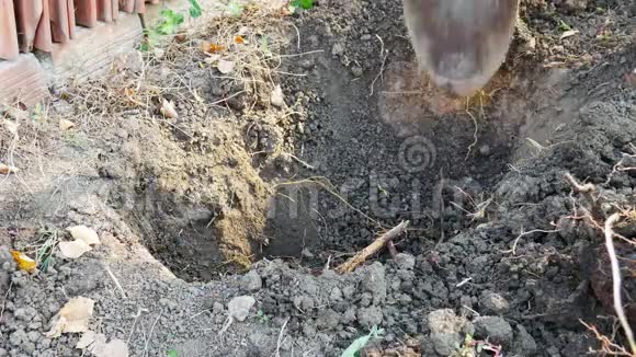 一个人在地上铲一个洞用来种一棵小树他用手把它埋起来视频的预览图