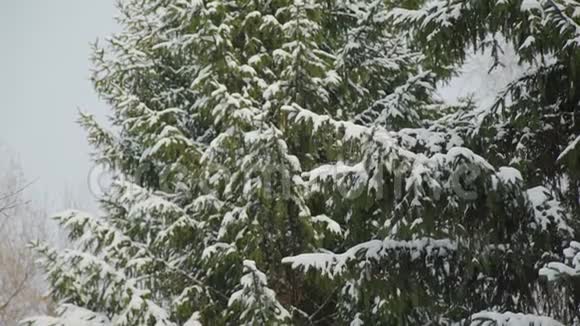 树枝上有很多雪视频的预览图