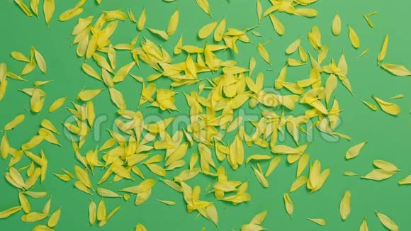 特写俯视图黄色花瓣在绿色背景上吹落风慢动作录像关闭顶部视图视频的预览图