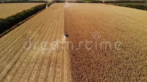 鸟瞰大量的联合收割小麦在黄色麦田田工农业现场视频的预览图