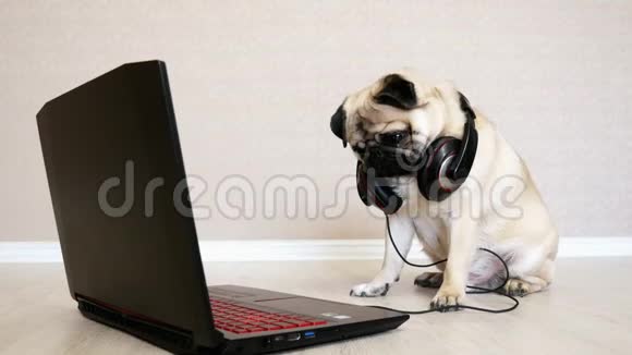带着大耳机的搞笑小狗看着笔记本电脑的屏幕视频的预览图