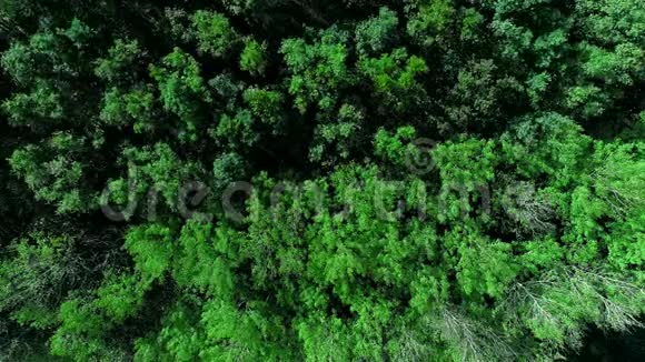 夏季森林空中射击绿色树冠视频的预览图