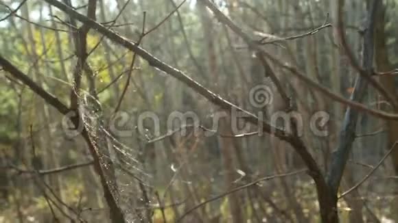 树枝间的蜘蛛网在阳光下闪闪发光视频的预览图