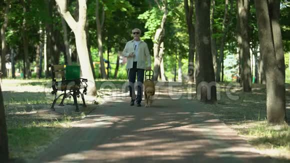 公园里带导盲犬走路的盲人训练有素的金毛猎犬视频的预览图