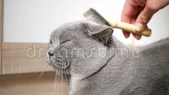 英国猫在家里梳理梳理苏格兰英国猫刷猫毛梳宏观向上视频的预览图