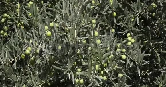 在法国东南部莫桑莱斯阿尔皮勒附近的橄榄树风实时视频的预览图