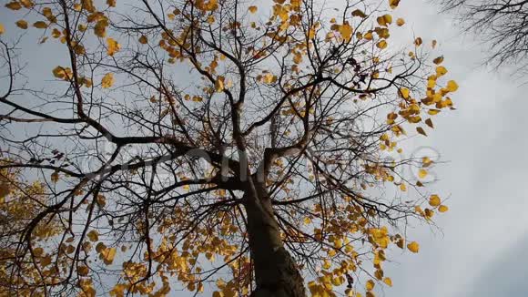 最后一片叶子在林登树上视频的预览图