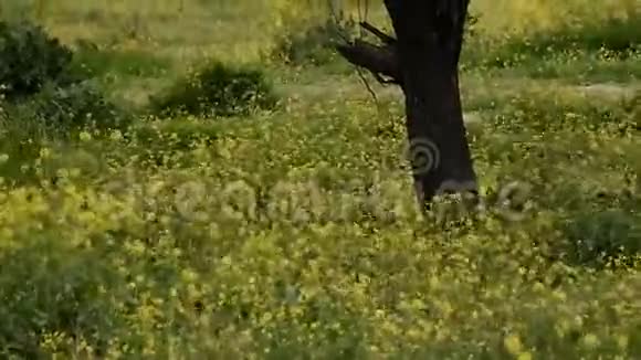 黄色的草地伴随着风视频的预览图
