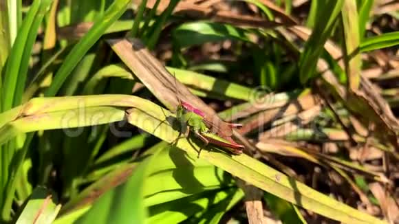 绿色蚱蜢的慢动作录像视频的预览图