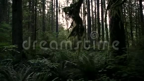 苔藓和蕨类植物覆盖了北温的雨林地板视频的预览图