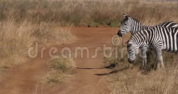 GrantSZebraequusburchelliboehmi肯尼亚内罗毕公园赫德实时视频的预览图