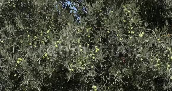 法国东南部莫桑莱斯阿尔皮勒附近橄榄树风实时视频的预览图