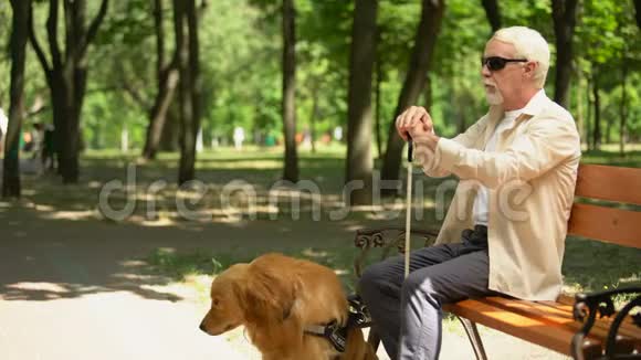 盲人有援助的孤独地坐在公园里的纯种狗视频的预览图