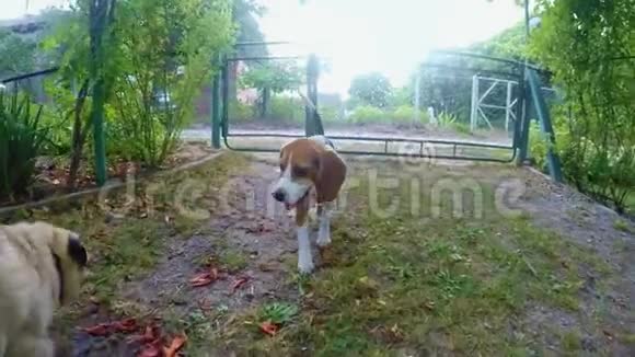 好奇的比格狗在散步时嗅着相机狗训练视频的预览图