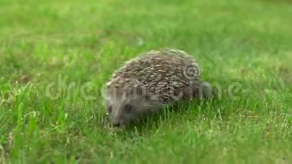 野生刺猬在青草上奔跑视频的预览图