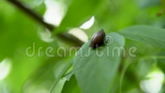 蜗牛坐在树叶上从贝壳里爬出来视频的预览图