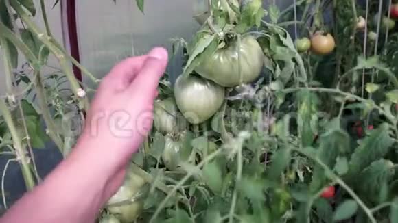 检查温室中绿色西红柿的收获选择性焦点农夫手拿番茄视频的预览图