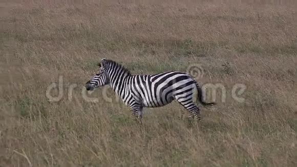格兰特斑马马库斯布切利博赫米成年马穿过萨凡纳肯尼亚马赛马拉公园视频的预览图