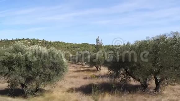 法国东南部莫桑莱斯阿尔皮勒附近的橄榄树视频的预览图