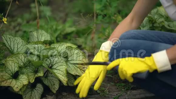 园艺工人手戴手套用工具在植物周围喷洒土壤园艺服务视频的预览图