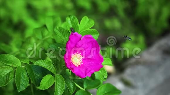 绿色叶子背景上有黄蜂的粉红色花视频的预览图