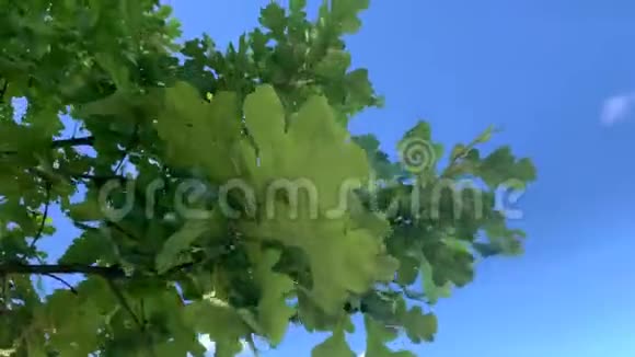 一棵有绿叶的橡树的慢动作视频视频的预览图