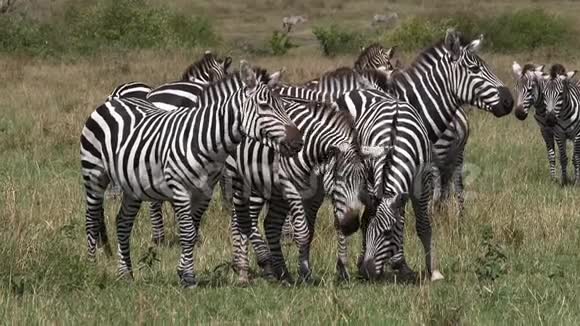 格兰特斑马马格斯波切利博米赫德通过萨凡纳马赛马拉公园在肯尼亚视频的预览图