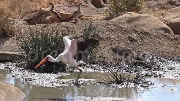 黄嘴鹳伊比丝埃及鹅阿洛波臣水洞成人飞行起飞塔沃P视频的预览图