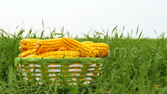 成熟的玉米耳朵躺在篮子里站在一片绿色的草地上农业和视频的预览图