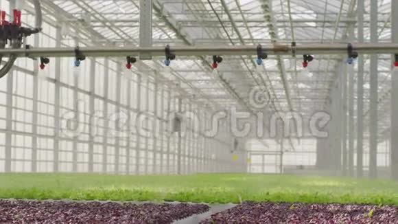 生长在商业温室中的大型植物的幼株视频的预览图
