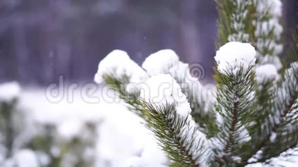 森林里的雪视频的预览图