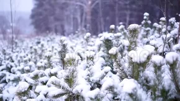 森林里的雪视频的预览图