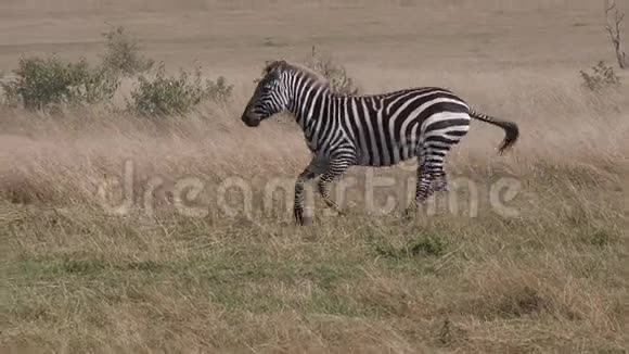 GrantSZebraequusburchelliboehmi在肯尼亚MasaiMara公园穿过萨凡纳视频的预览图