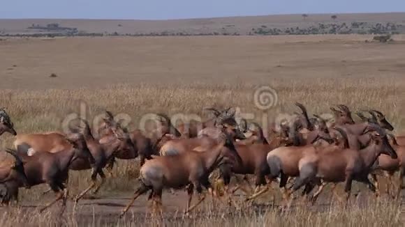 托皮达马里斯科里古姆格兰特斑马集团贯穿萨凡纳马赛马拉公园在肯尼亚视频的预览图
