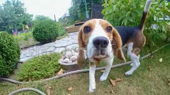 好奇的比格狗在散步时嗅着相机狗训练视频的预览图