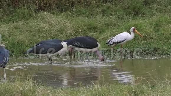 马拉布鹳钩端黄嘴鹳ibis真菌水洞群捕K岛马赛马拉公园视频的预览图