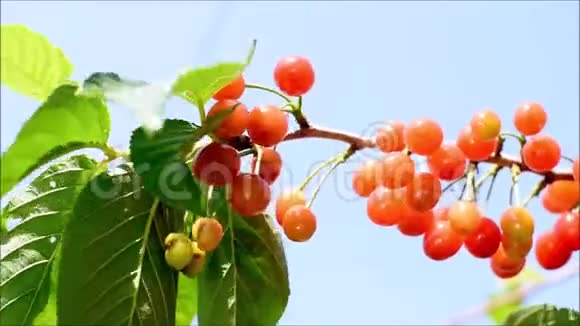樱桃树上的新鲜成熟红色美味的樱桃樱桃树枝叶随风摇摆关闭录像视频的预览图