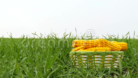 一个装满成熟玉米穗的篮子站在草地上顶着天空作物生产的概念视频的预览图