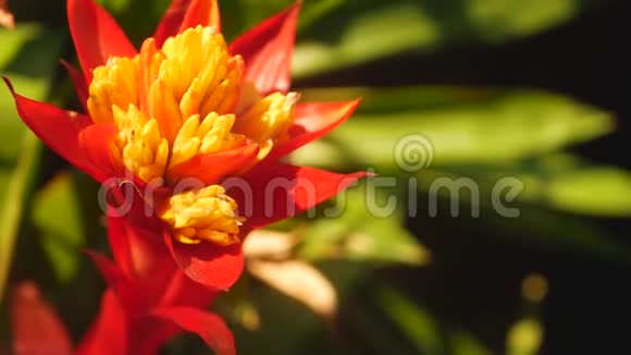 春天的花园里五颜六色的热带花朵在阳光明媚的茂盛的叶子中有着嫩嫩的花瓣视频的预览图