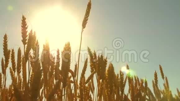 太阳在麦穗上闪耀在蓝天上成熟小麦的田野小麦穗状花序和谷物奶昔视频的预览图