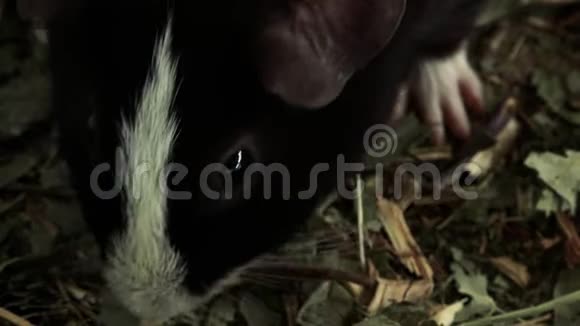 几内亚猪在找食物视频的预览图