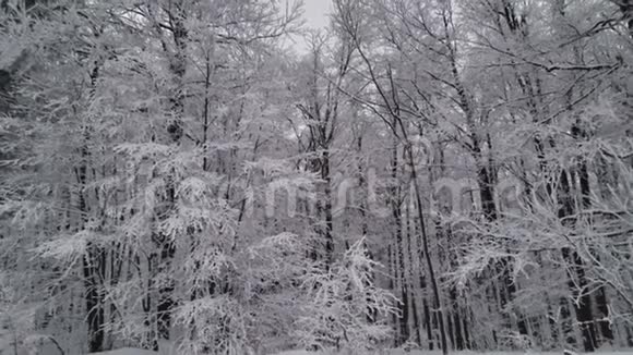 美丽的冬天伊德尔树上的雪视频的预览图