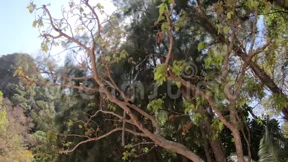 猴子坐在树上吃东西镜头围绕着动物视频的预览图