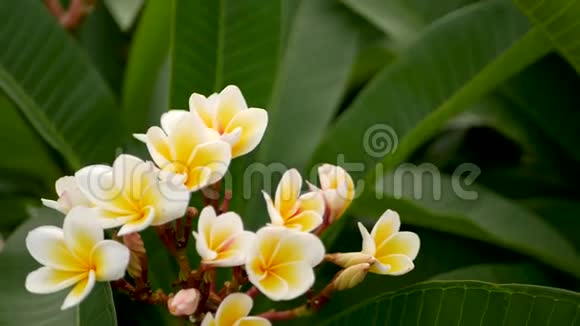 春天的花园里五颜六色的热带花朵在阳光明媚的茂盛的叶子中有着嫩嫩的花瓣视频的预览图